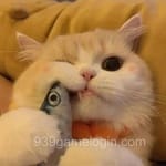 Avatar of Hammad Tariq